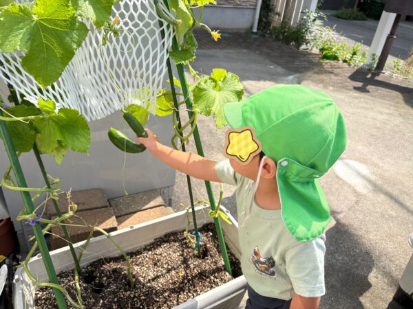 【食育】きゅうりの収穫&スイカを食べました🍉🥒